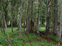 Pinus snags in Abies forest